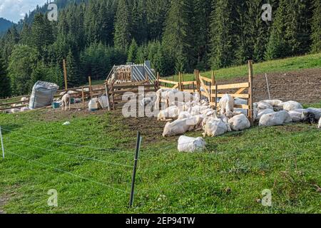 Mouton de traite automatique, ferme à Basse montagne Tatras, république slovaque. Thème de la production de lait. Banque D'Images