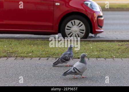 Deux pigeons marchent côte à côte sur la rue piétonne de Wolfsburg, en Allemagne. Banque D'Images