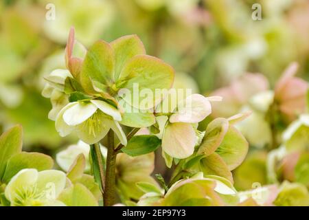 Helleborus nigercors « brise-glace ». Helleborus × nigercors 'Coseh 820'. Hellebore [HGC Ice Breaker Fancy]. Fleurs au début du printemps Banque D'Images