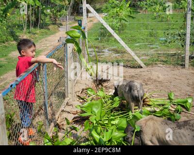 Un garçon asiatique nourrit le porc dans une ferme, un groupe de cochons vietnamiens en pot, qui mangent des feuilles et des jacinthes d'eau, un jeune agriculteur portant une chemise rouge Banque D'Images