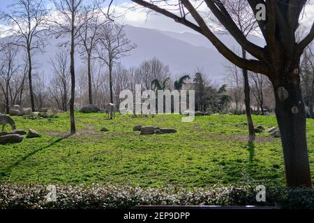 Zèbres jeunes et adultes, zébrures noires et blanches sur l'herbe verte pendant une journée ensoleillée dans un parc zoologique. 12.02.2021. Bursa. Turquie Banque D'Images