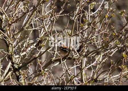 Chaffinch oiseau sur arbre branches vierges camouflées. Banque D'Images