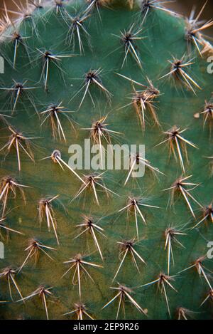 Gros plan des épines sur cactus.Full frame prickly cactus comme arrière-plan . Banque D'Images