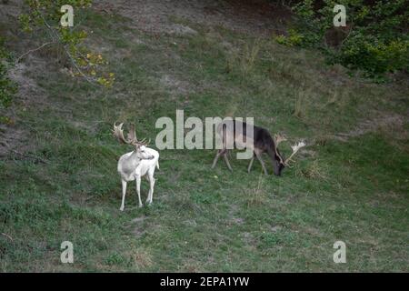 Un cerf blanc et rouge se broutant ensemble à Dyrehaven or Jægersborg Dyrehai, parc forestier au nord de Copenhague Banque D'Images