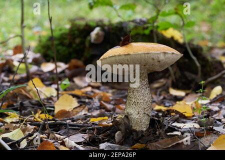 Champignons comestibles Leccinum versipelle dans la forêt de bouleau. Connu sous le nom de bolete de bouleau orange. Champignons sauvages poussant dans les feuilles. Banque D'Images