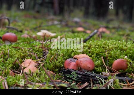 Champignon rare Gomphidius roseus dans la forêt de pins. Connu sous le nom de pic-cap rose ou gomphidius rose. Champignons sauvages poussant dans la mousse. Banque D'Images