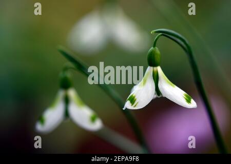 Galanthus Veronica Cross,croissant de neige,pourcentage,neige,neige,printemps,fleur,fleurs,fleurs,fleurs,fleurs,blanc,marquage vert,marquage,marquage,marquage,RM Banque D'Images