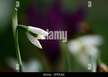Galanthus Hill PoE,double Snowdrop,Snowdrop,Snowdrop,neigdrops,printemps,fleur,fleurs,floraison,blanc,marquage vert,marquage,marquage,marque,RM Floral Banque D'Images