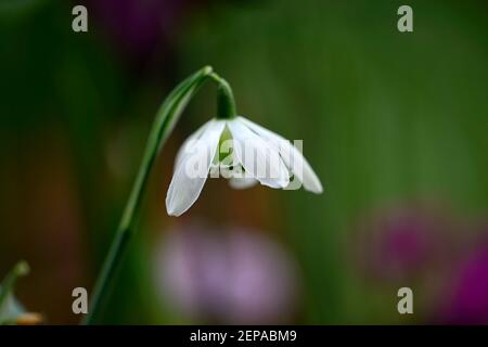 Galanthus Timm's Hill PoE,double goutte d'eau,goutte d'eau,neige,gouttes d'eau,printemps,fleur,fleurs,floraison,blanc,marquage vert,marquage,marquage,RM Floral Banque D'Images