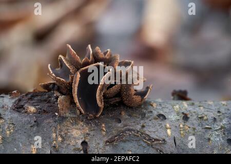 Champignon non comestible Encoelia furfuracea dans la forêt de la plaine inondable. Connu sous le nom de tasse de noisette de printemps. Champignons sauvages poussant sur le ciel. Banque D'Images