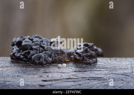 Champignon non comestible Exidia nigricans dans la forêt de la plaine inondable. Connu sous le nom de beurre de sorcières. Champignons de type gelée noire poussant sur le bois. Banque D'Images