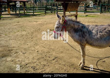 Un joli âne se tenant sur le sol dans sa grange recouverte de clôtures en bois. Petit âne attaché par une chaîne et doté d'une selle rouge. Banque D'Images