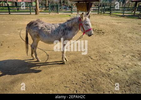 Un joli âne se tenant sur le sol dans sa grange recouverte de clôtures en bois. Petit âne attaché par une chaîne et doté d'une selle rouge. Banque D'Images