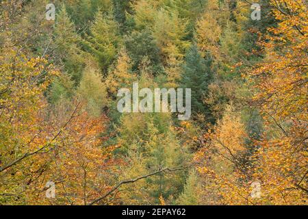 Les couleurs changeantes de l'automne sur l'affichage dans une section de bois à près de Triscombe Pierre dans les collines de Quantock, Somerset, Royaume-Uni. Banque D'Images