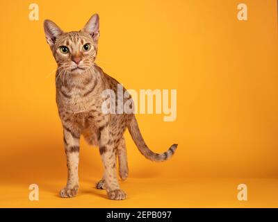 Beau chat Ocicat mâle adulte, debout face à l'avant. Regardant curieux vers l'appareil photo. Isolé sur un fond jaune orange Uni. Banque D'Images