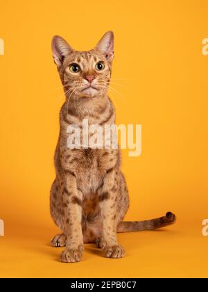 Beau chat Ocicat mâle adulte, assis face à l'avant. Regardant curieux vers l'appareil photo. Isolé sur un fond jaune orange Uni. Banque D'Images