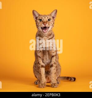 Beau chat Ocicat mâle adulte, assis face à l'avant. En regardant vers l'appareil photo, avec la bouche ouverte hurlant. Isolé sur un backgro jaune orange solide Banque D'Images