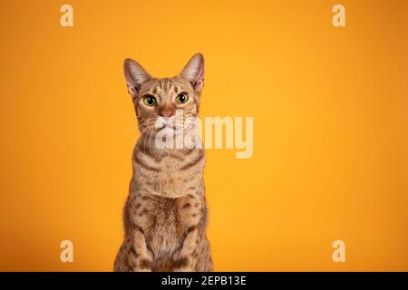 Photo de tête d'un beau chat mâle Ocicat adulte, assis face à l'avant. En regardant vers l'appareil photo, avec la bouche ouverte hurlant. Isolé sur un y orange solide Banque D'Images
