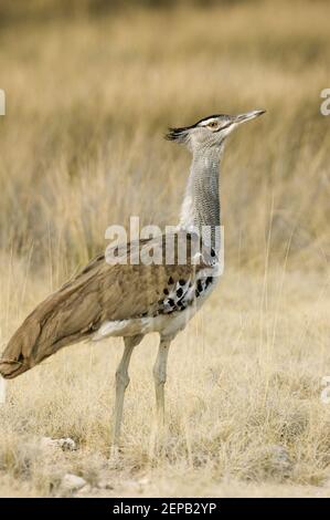 Bustard Koori 4 Banque D'Images