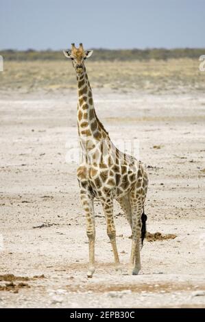 Girafe dans le parc national de l'etosha Banque D'Images