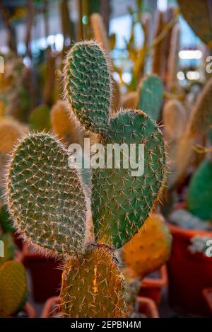 Bunny oreilles pickly cactus dans la serre avec éclairage artificiel. Banque D'Images