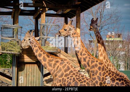 Trois pièces et groupes de girafes et la plate-forme en bois où ils se nourrissent d'herbe et de plantes fanées. Banque D'Images