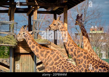 Trois pièces et groupes de girafes et la plate-forme en bois où ils se nourrissent d'herbe et de plantes fanées. Banque D'Images