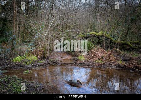 Un ruisseau qui coule à travers les bois de Metha atmosphériques dans la vallée de Lappa, dans les Cornouailles. Banque D'Images