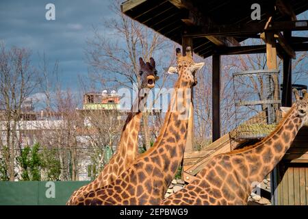 Trois pièces et groupes de girafes et la plate-forme en bois où ils se nourrissent d'herbe et de plantes fanées. Banque D'Images