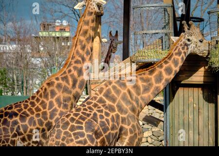 Trois pièces et groupes de girafes et la plate-forme en bois où ils se nourrissent d'herbe et de plantes fanées. Banque D'Images