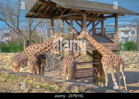 Trois pièces et groupes de girafes et la plate-forme en bois où ils se nourrissent d'herbe et de plantes fanées. Banque D'Images