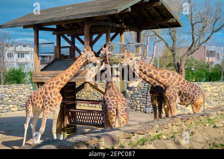 Trois pièces et groupes de girafes et la plate-forme en bois où ils se nourrissent d'herbe et de plantes fanées. Banque D'Images