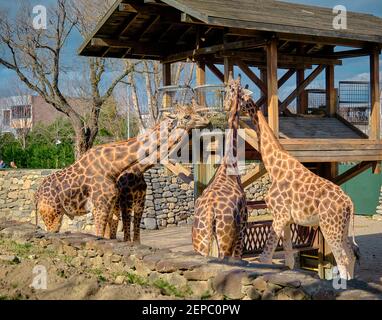 Trois pièces et groupes de girafes et la plate-forme en bois où ils se nourrissent d'herbe et de plantes fanées. Banque D'Images