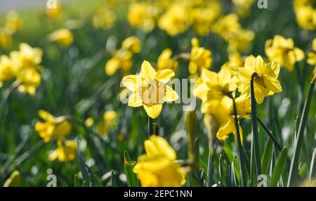 Brighton Royaume-Uni 27 février 2021 - UN tapis de jonquilles en pleine floraison le long de la route principale A23 dans Brighton lors d'une autre belle journée chaude et ensoleillée : Credit Simon Dack / Alamy Live News Banque D'Images