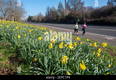 Brighton Royaume-Uni 27 février 2021 - les coureurs passent par un tapis de jonquilles en pleine floraison le long de la route principale A23 vers Brighton lors d'une autre belle journée ensoleillée : Credit Simon Dack / Alay Live News Banque D'Images
