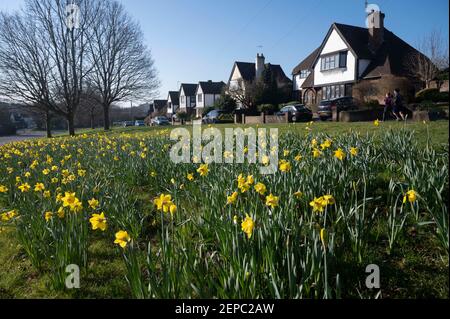 Brighton Royaume-Uni 27 février 2021 - UN tapis de jonquilles en pleine floraison le long de la route principale A23 dans Brighton lors d'une autre belle journée chaude et ensoleillée : Credit Simon Dack / Alamy Live News Banque D'Images