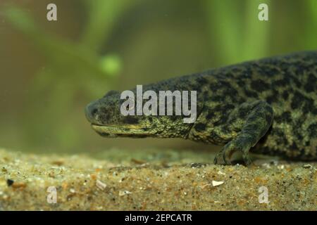 Gros plan d'une femelle aquatique Pleurodeles nebulosus, femelle de newt nervuré algérien Banque D'Images