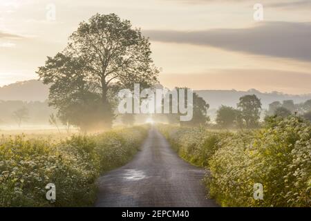 Une ruelle de campagne tranquille entourée de fleurs près de Glastonbury sur les niveaux de Somerset. Banque D'Images