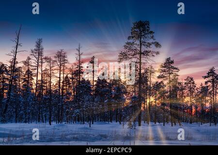 Coucher de soleil dans la forêt de pins d'Inari, Finlande. Banque D'Images