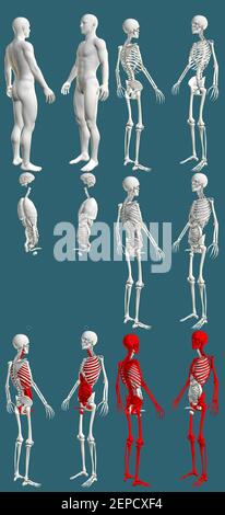 12 en 1, corps masculin avec squelette et organes internes - concept anatomique coloré pour les soins de santé - Creative High détail médical 3D illustration isol Banque D'Images