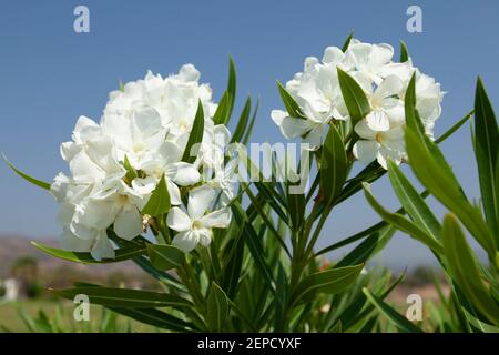 Fleurs blanches en fleur et en gros plan, sur un ciel bleu vif par temps ensoleillé en Grèce. Banque D'Images