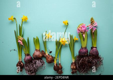 Fleurs printanières avec bulbe sur une surface vert clair, jonquilles et jacinthe Banque D'Images