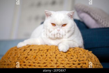 Portrait d'un jeune chat blanc britannique Shorthair avec des yeux orange regardant directement dans l'appareil photo. Il repose sur un tabouret moderne en ocre. Banque D'Images