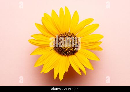 une vue fraîche sur le tournesol depuis le haut sur un fond de corail rose. Banque D'Images