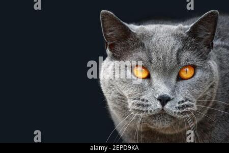 Photo d'un chat gris de Shorthair britannique avec des yeux orange vif sur fond noir. Espace sur la gauche. Banque D'Images