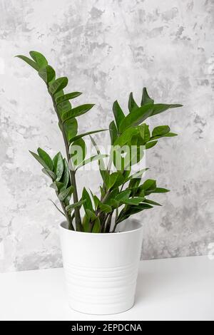 La plante du foyer zamioculcas fleurit en pot blanc sur table contre le mur en béton gris, gros plan. Banque D'Images