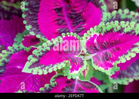 plante de coleus rouge au lit de fleur . texture de fond florale Banque D'Images