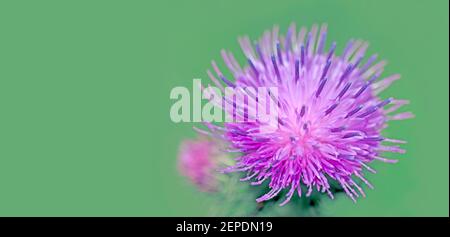 Photo macro d'une belle fleur « Milk Thistle » rose et violet sur fond vert vif et en mode de mise au point douce. Banque D'Images