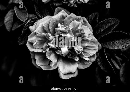 Image basse d'une belle rose en noir et blanc, avec un contraste et des détails élevés, créant un effet spectaculaire et une ambiance sombre. Banque D'Images