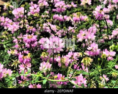petites fleurs violettes avec des feuilles vertes arrière-plan couleurs spectaculaires Banque D'Images